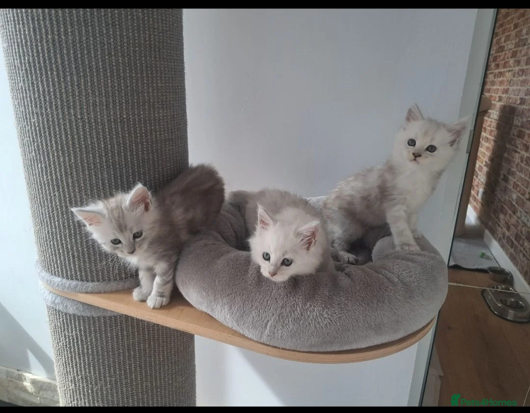 Maine Coon cats for sale: Maine Coon Kittens in Gainsborough - Advert 1