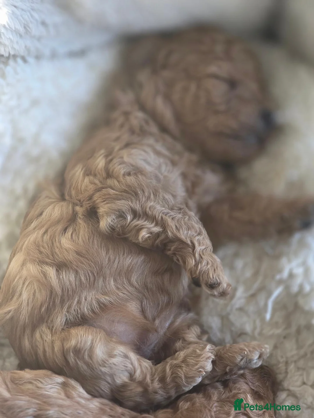 Toy Poodle dogs for sale: READY NOW  beautiful girls  - Advert 6