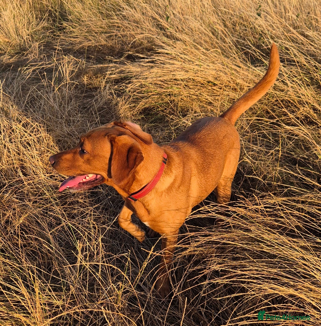 Labrador Retriever dogs for sale: Kc registered fox red puppies champion bloodlines  - Advert 7