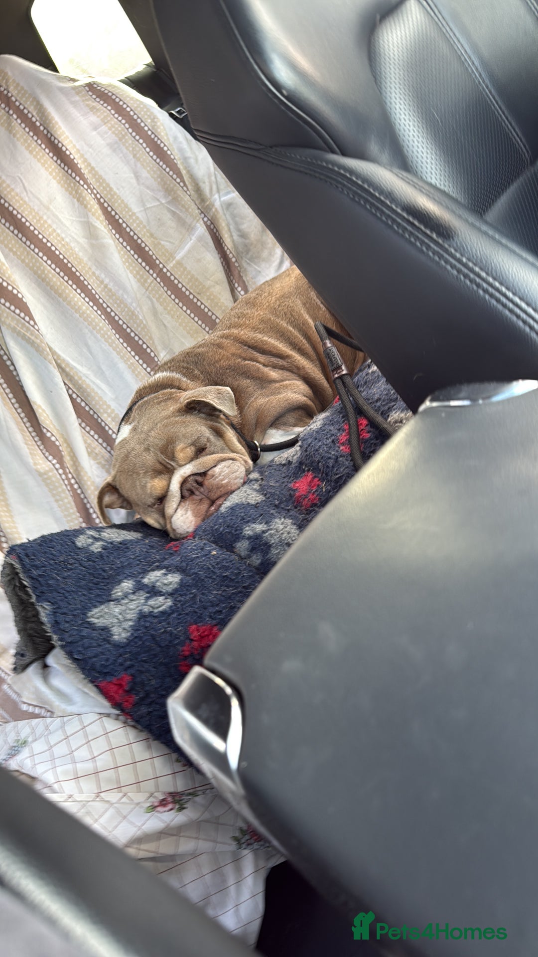 Mixed Breed dogs for sale: CHOCOLATE AND TAN ENGLISH x FRENCHIE - Image 6