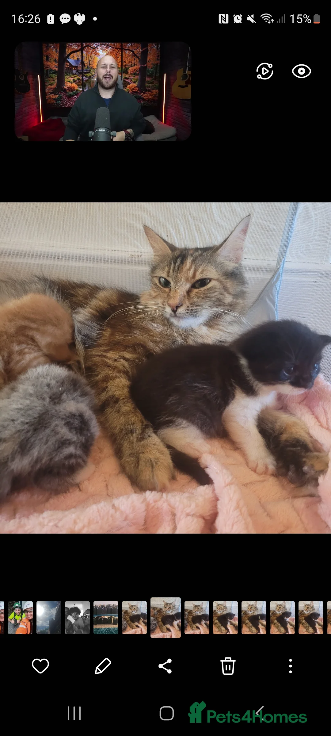 Mixed Breed cats for sale: 4 kittens ready for forever homes in Bridgwater - Advert 1