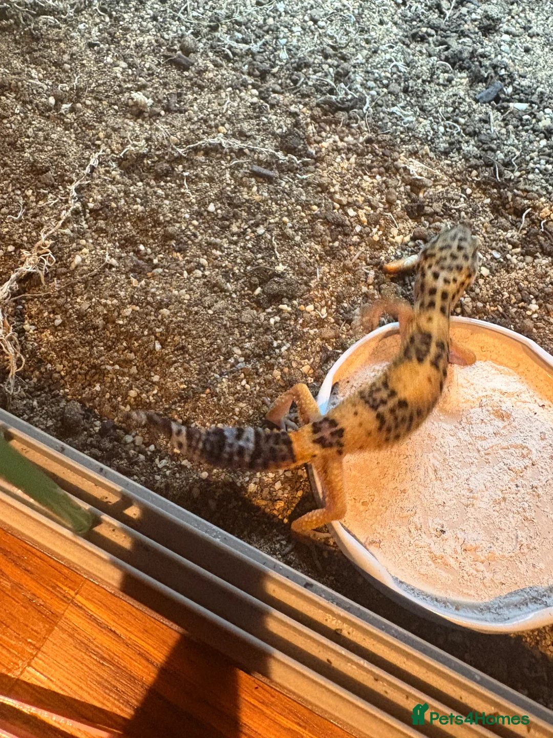 Leopard Gecko reptiles for sale: Male Leopard Gecko with Full Setup – £70 in Pulborough - Advert 4
