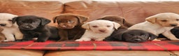 Labrador Retriever dogs for sale: Stunning Health Tested Labrador Puppies - Advert 5