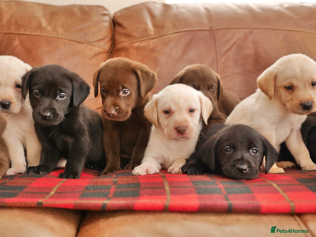 Labrador Retriever dogs for sale: Stunning Health Tested Labrador Puppies - Advert 5