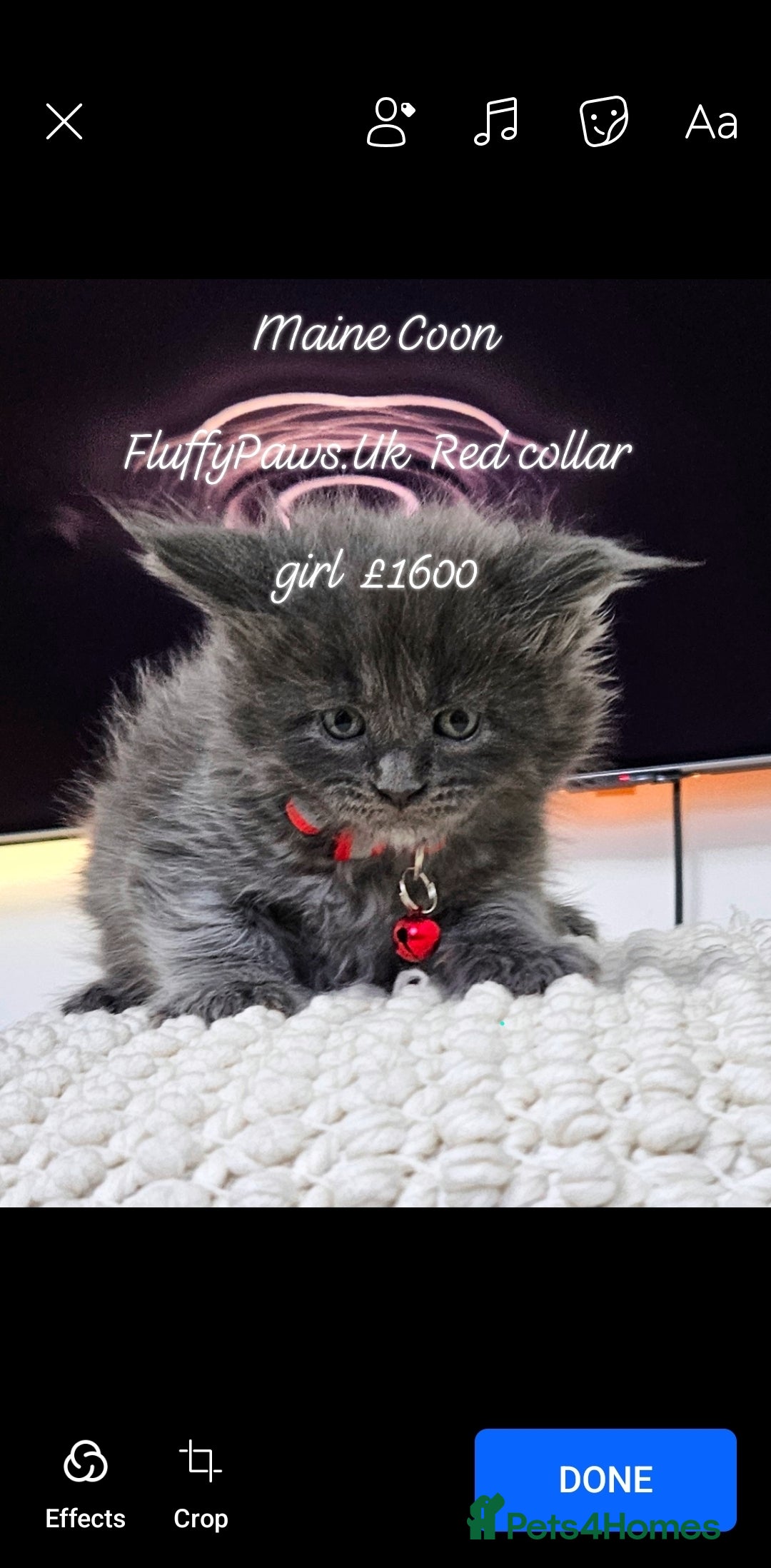 Maine Coon cats for sale: Maine Coons FluffyPaws.Uk  - Image 15