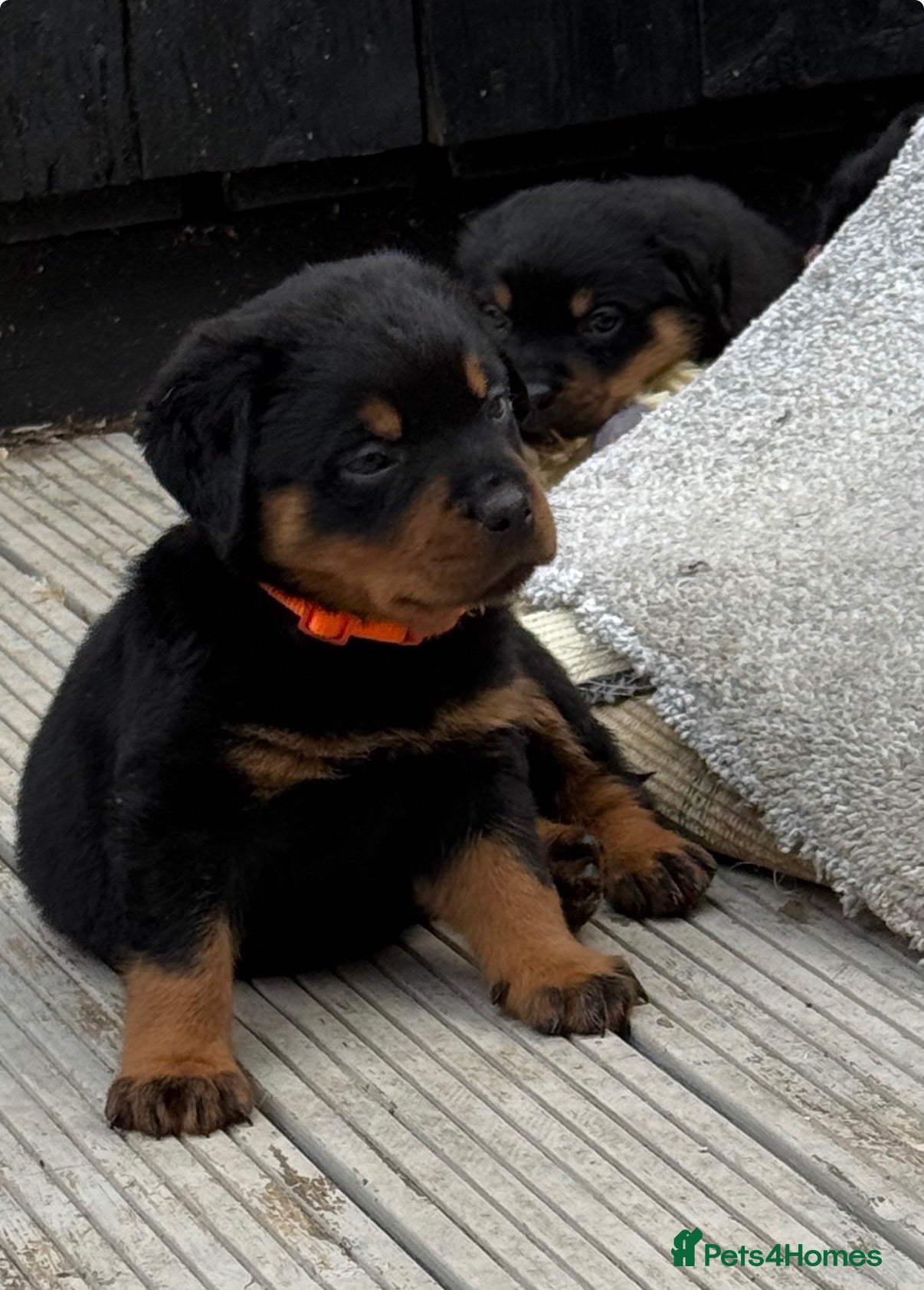 Rottweiler dogs German Lines Chunky Rottweiler Puppies - Advert 2