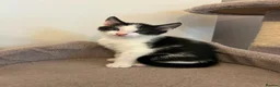 Mixed Breed cats for sale: Five adorable kittens, 3 boys and 2 girls - Advert 4