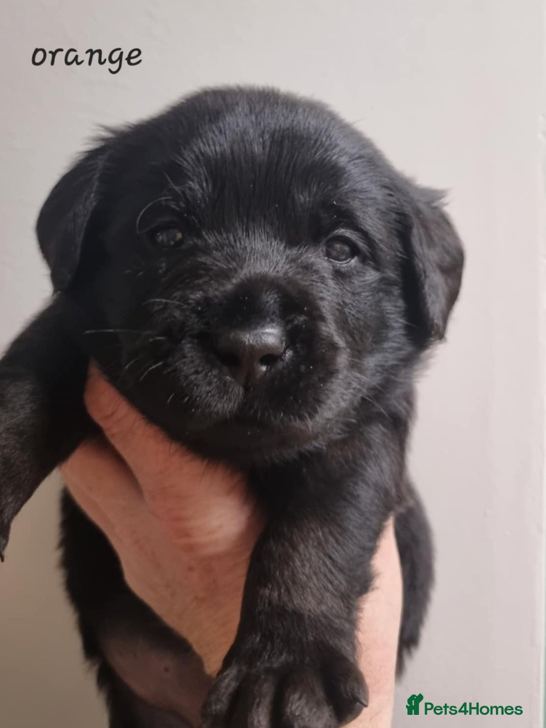Labrador Retriever dogs for sale: Beautiful KC Show Line Labrador Puppys  - Advert 17