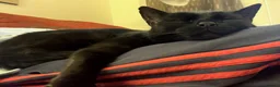 Bombay cats for sale: Lovely Besley - Advert 5