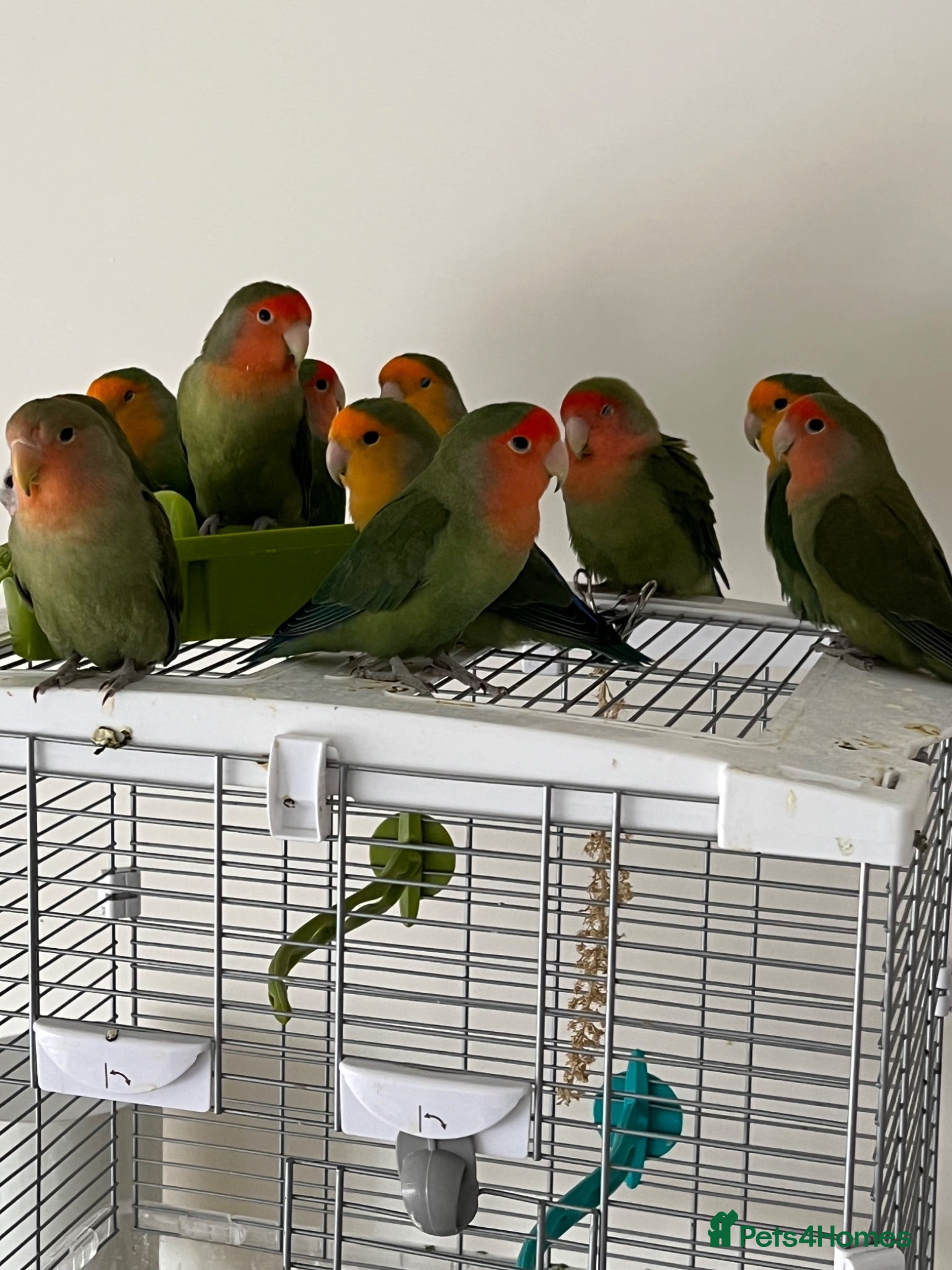 Lovebirds birds Bonded pairs of lovebirds for sale  - Advert 2