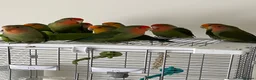 Lovebirds birds for sale: Bonded pairs of lovebirds for sale  - Advert 8