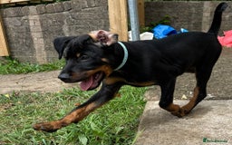 Rottweiler dogs for sale: Healthy Rottweiler puppies ready now  - Image 24
