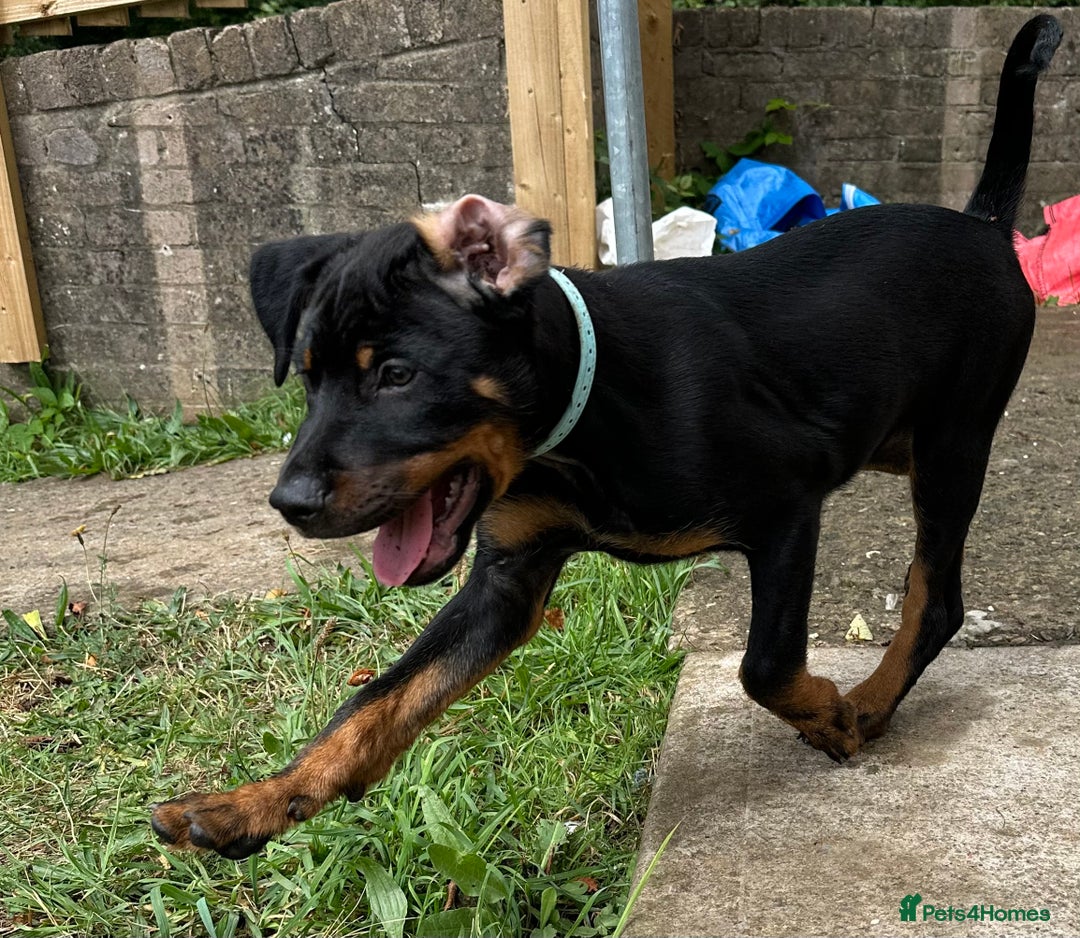 Rottweiler dogs for sale: Healthy Rottweiler puppies ready now  - Image 24