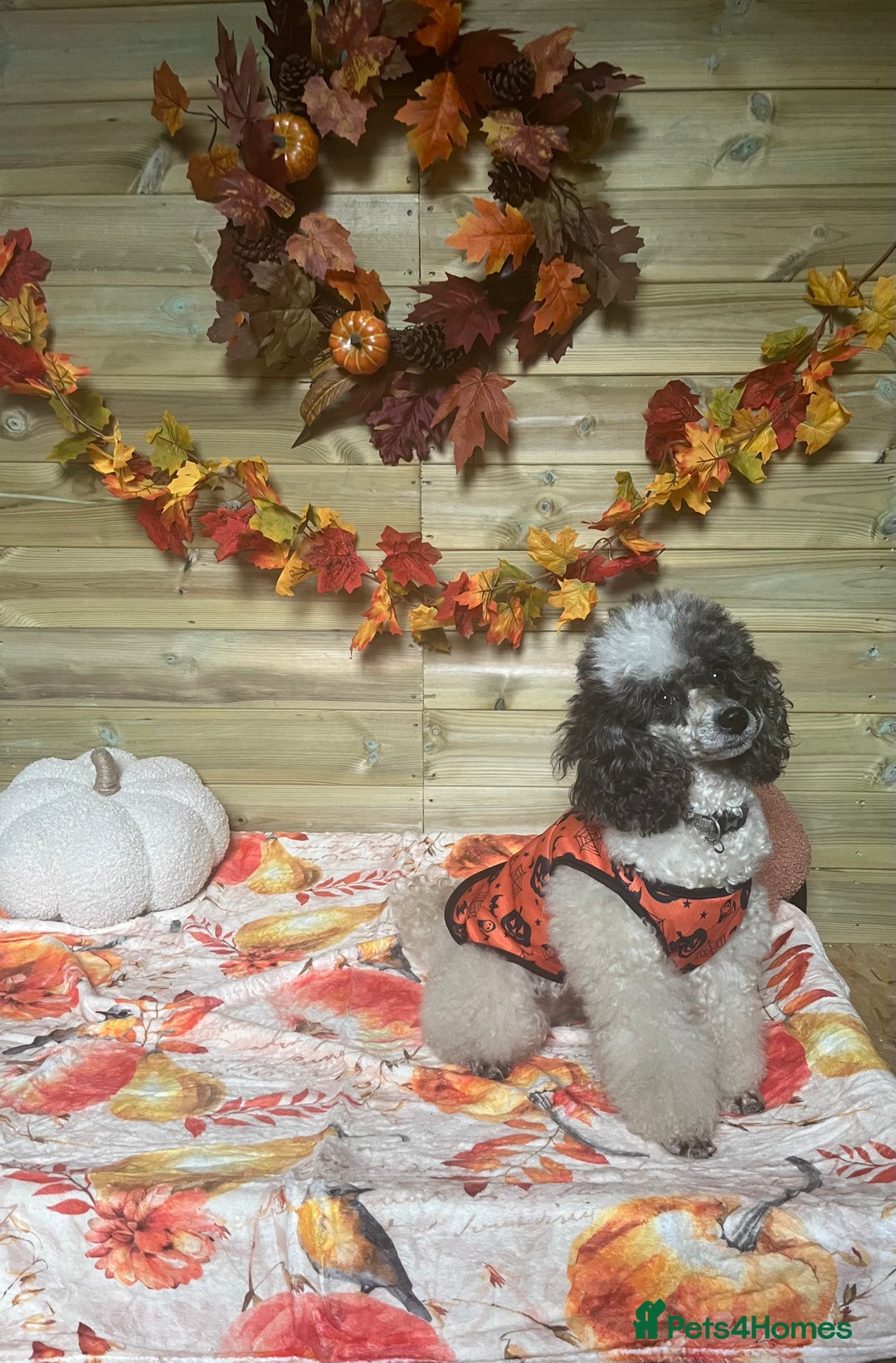 Miniature Poodle dogs for sale: KC Registered Miniature Parti Poodle - Image 8