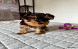 Yorkshire Terrier dogs for sale: Yorkshire terrier pups - Image 5