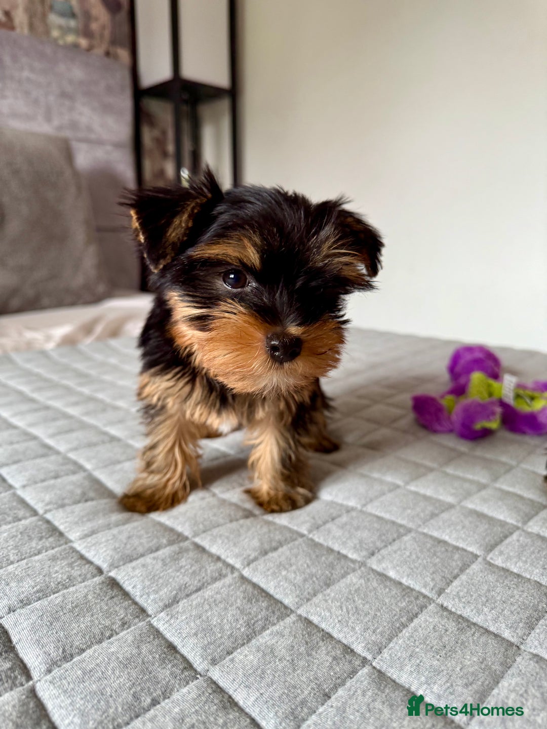 Yorkshire Terrier dogs for sale: Yorkshire terrier pups - Image 5