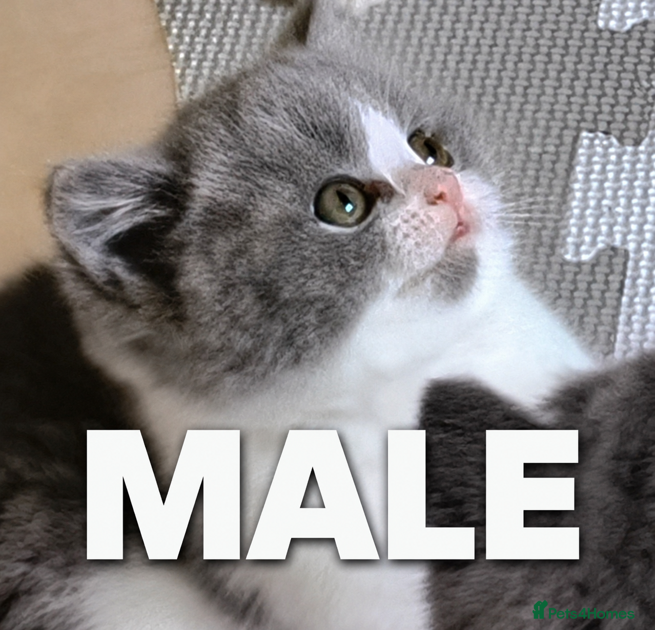 British Shorthair cats Exceptional kittens.Champion lines.  - Advert 2