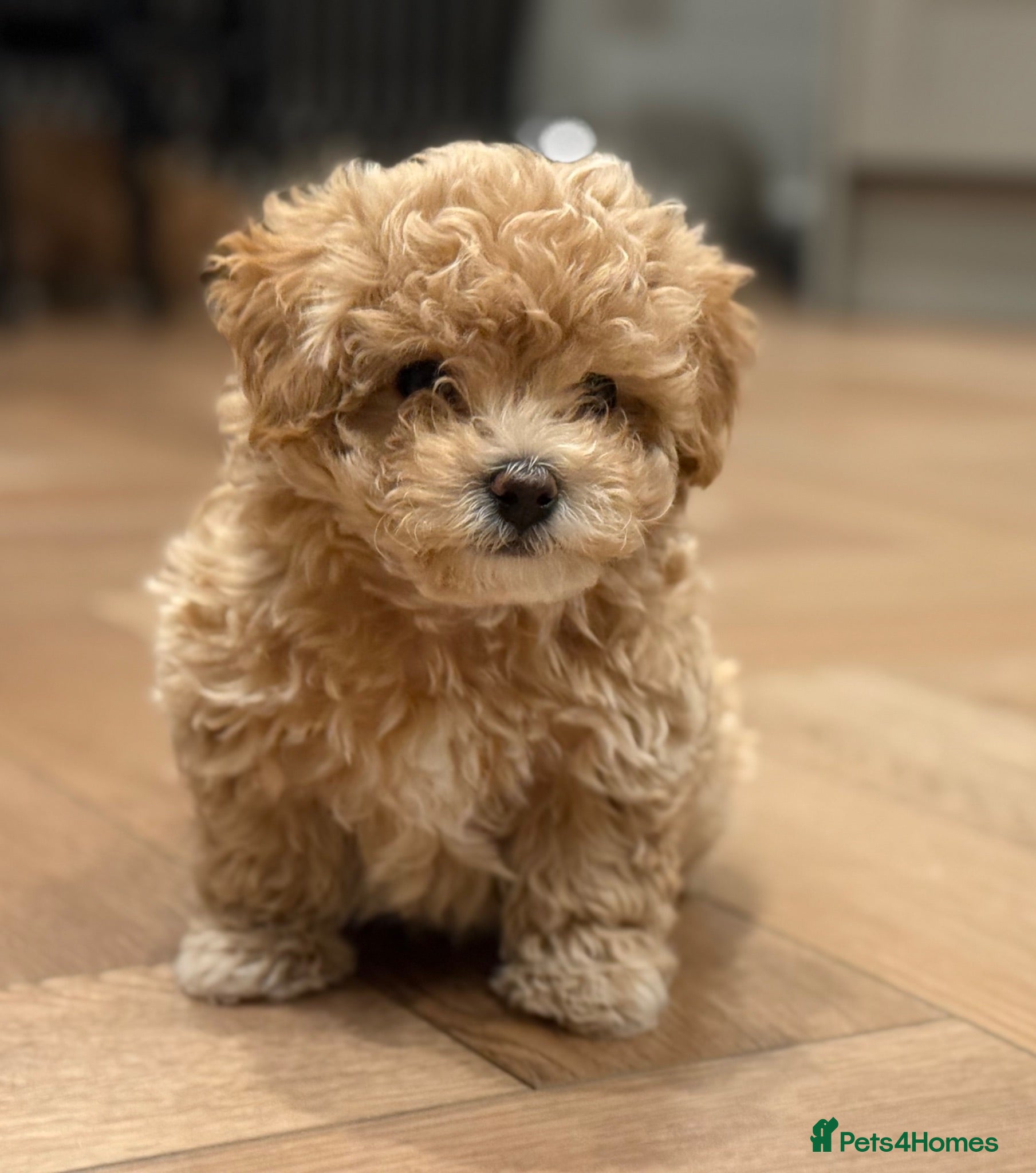 Maltipoo dogs Smallest maltipoos (read description) - Advert 2