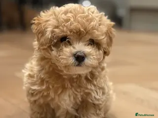 Maltipoo dogs Smallest maltipoos (read description) - Advert 2