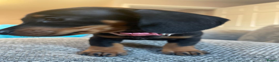 Dachshund Puppy pink collar 