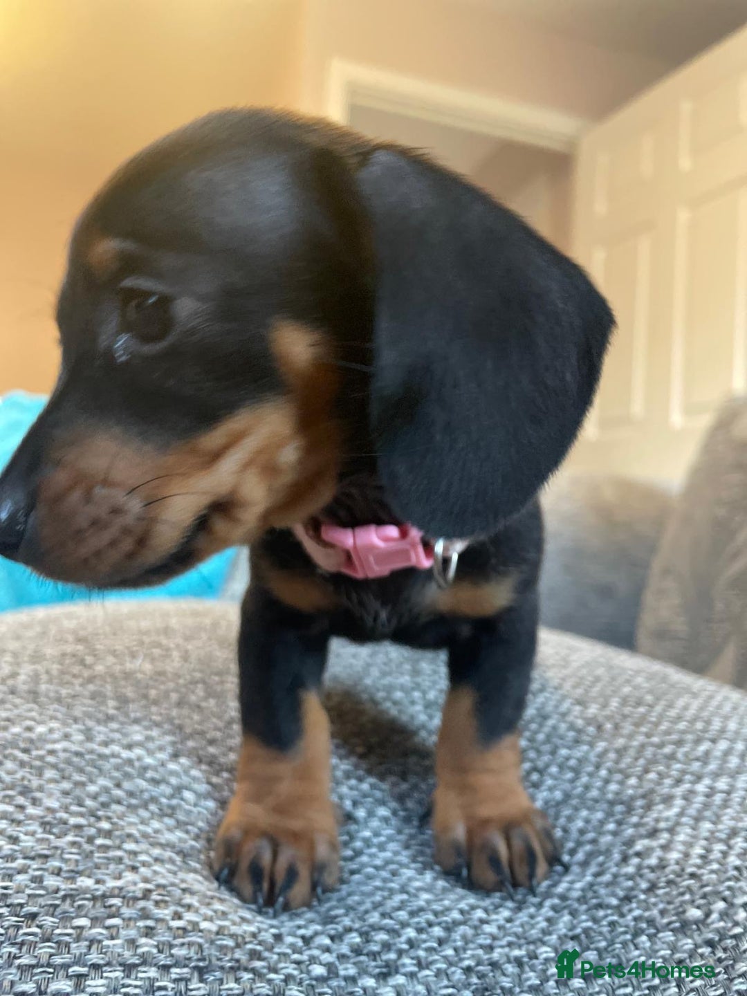 Dachshund dogs for sale: *** 4 puppies ready to go **  - Image 8