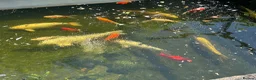 Koi Carp fish for sale: Pond fish in Southampton - Advert 2