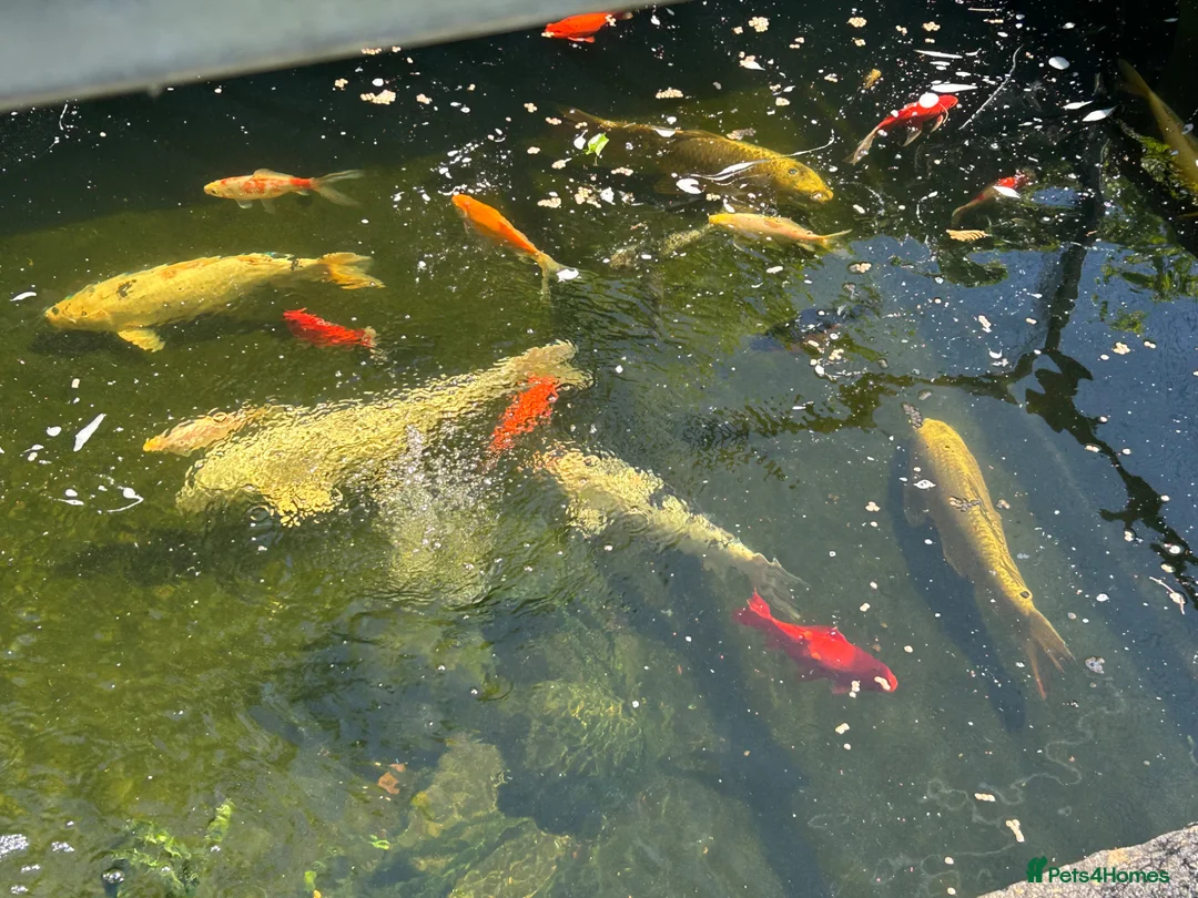 Koi Carp fish for sale: Pond fish in Southampton - Advert 2