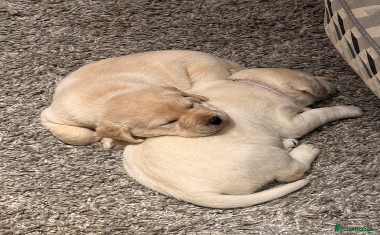 Labrador Retriever dogs Labrador retriever puppies  - Advert 1