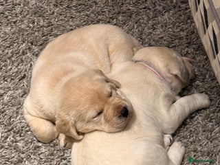 Labrador Retriever dogs for sale: Labrador retriever puppies - Advert 1