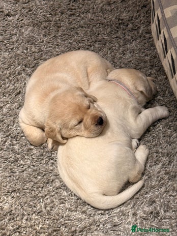 Labrador Retriever dogs Labrador retriever puppies - Advert 1