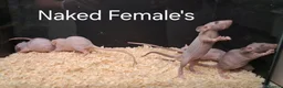 Rat rodents for sale: Baby Dumbo Rat's, various types  - Advert 32