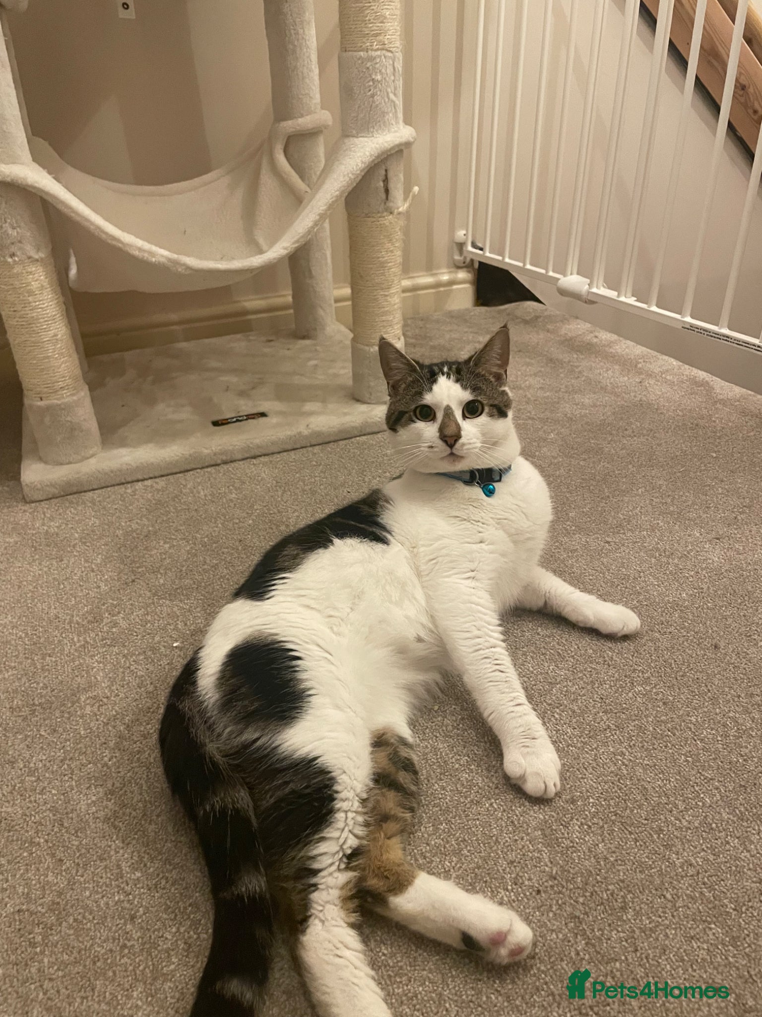 Mixed Breed cats Father and son - Advert 1