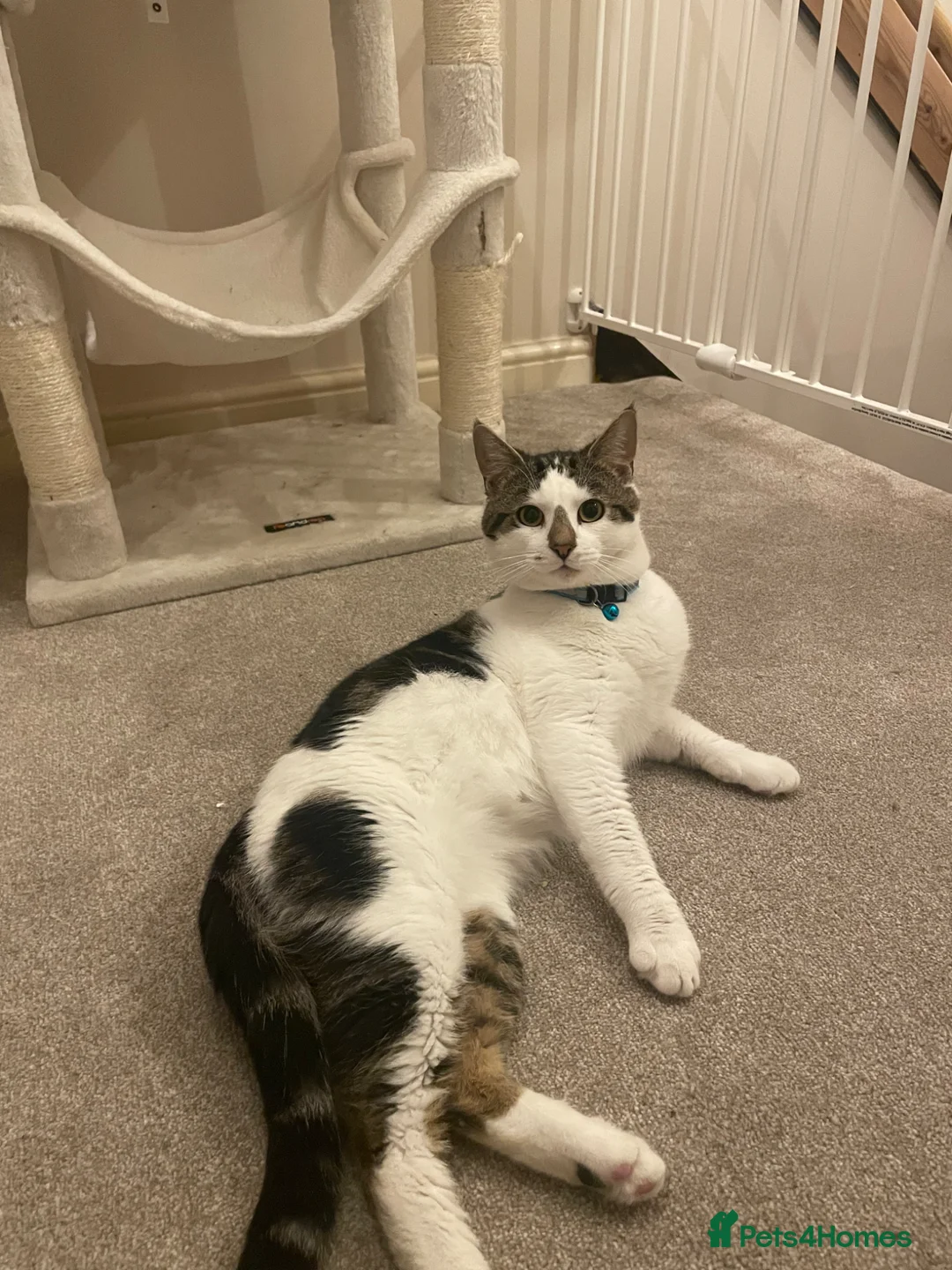 Mixed Breed cats for sale: Father and son - Advert 1