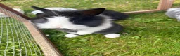 Lionhead rabbits for sale: Pure lionhead babies ready now!  - Advert 6