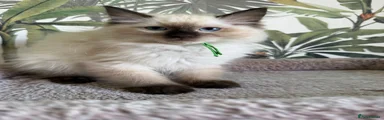 Ragdoll 1