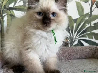 Ragdoll cats 👑 SEAL POINT RAGDOLL KITTENS 👑 - Advert 1