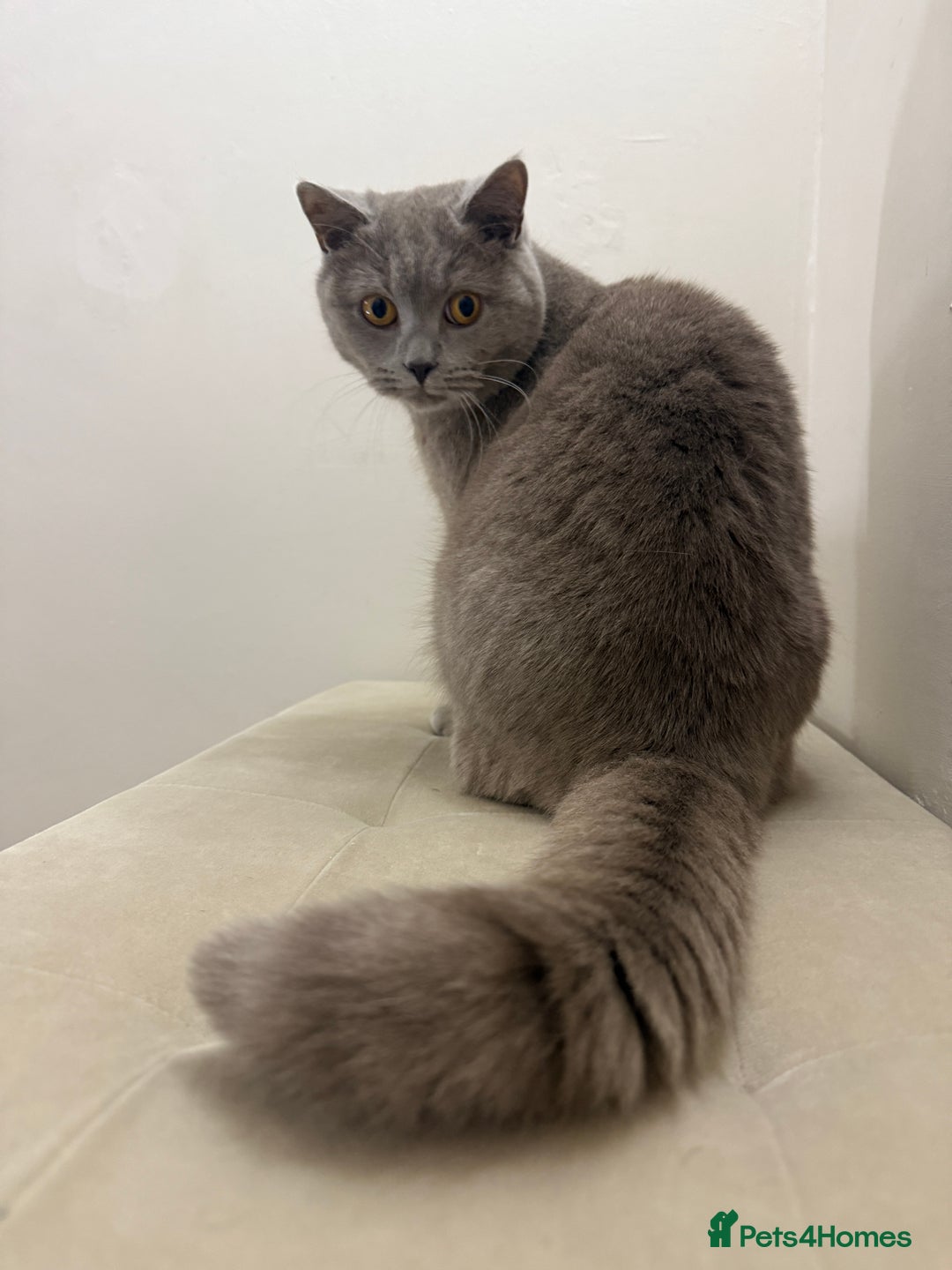 British Shorthair cats for sale: British Shorthair for Sale - Advert 3