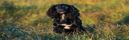 Cocker Spaniel dogs for sale: Fullyhealth tested red male working cocker spaniel in Kinross - Advert 20