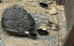 Chickens poultry for sale: Mum with chicks for sale  - Image 9