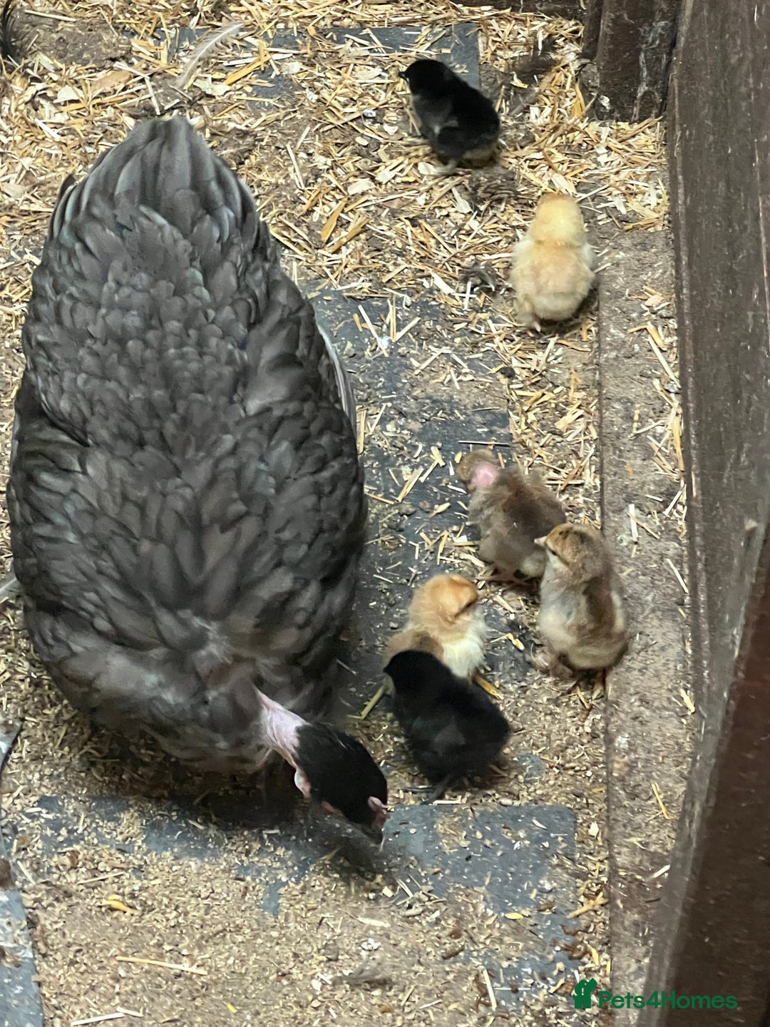 Chickens poultry for sale: Mum with chicks for sale  - Image 9