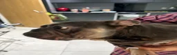 French Bulldog dogs for sale: Creed beautiful dog  - Advert 2