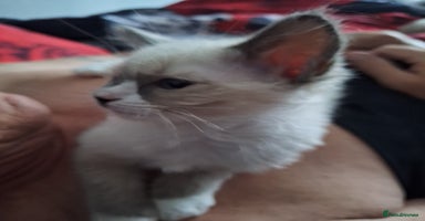 Ragdoll cats - Advert 6