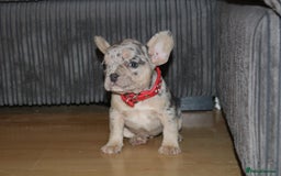 French Bulldog dogs for sale: Stunning blue & lilac merle READY for new homes 🏡 - Image 8