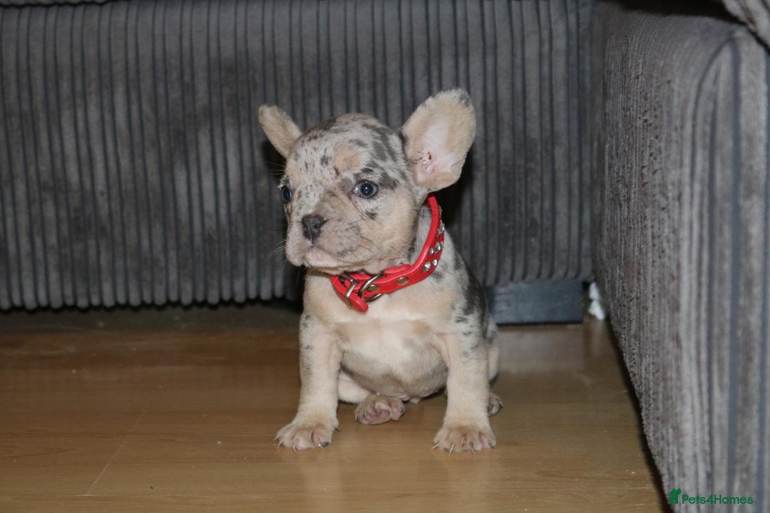 French Bulldog dogs for sale: Stunning blue & lilac merle READY for new homes 🏡 - Image 8