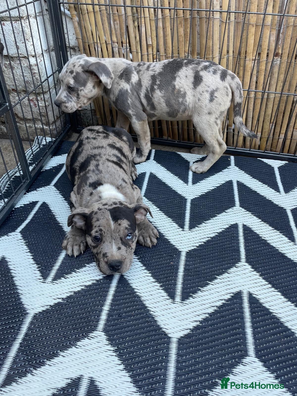 Staffordshire Bull Terrier dogs Adorable very rare Merle staff puppies  - Advert 1