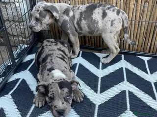 Staffordshire Bull Terrier dogs Adorable very rare Merle staff puppies - Advert 1