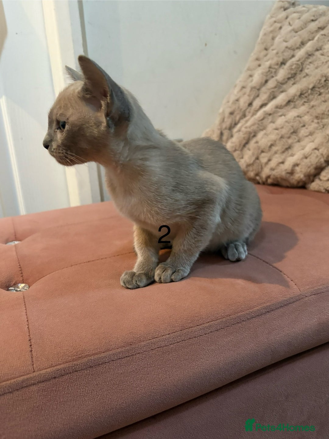 Tonkinese cats for sale: Tonkinese 1st gen Kittens  - Image 8