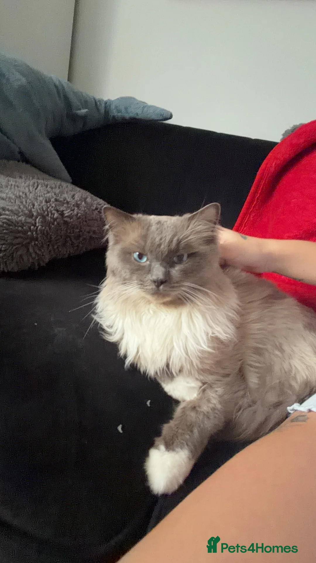 Ragdoll cats for stud: Gorgeous Male Ragdoll For Stud  - Advert 2