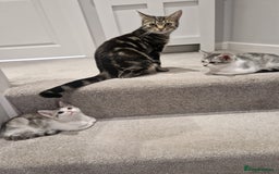 British Shorthair cats for sale: Kittens - Image 3