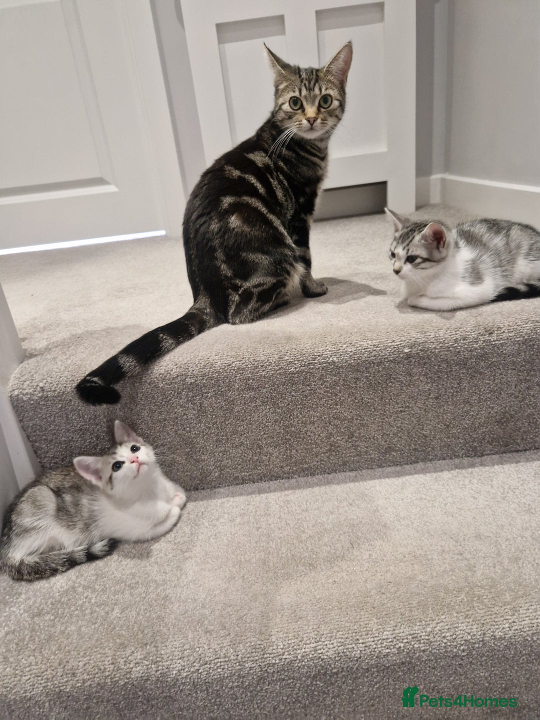 British Shorthair cats for sale: Kittens - Image 3